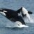 Killer whale