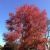 Flora of Eastern Canada