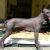 Peruvian Hairless Dog