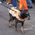Smokey (mascot)