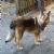 Mantiqueira Shepherd Dog