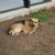 Caramelo (dog)