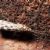Caddisfly