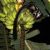 Striped possum