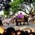 Animal festival or ritual
