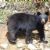 Newfoundland black bear