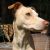 Pampas Deerhound