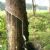 Forestry in Thailand