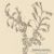Monocots of Australia