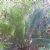 Macrozamia