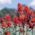 Natural history of the Santa Monica Mountains