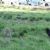 Nature reserves in Tower Hamlets
