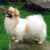 Tibetan spaniel
