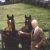 Paul Mellon
