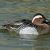 Garganey