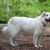Dogs originating in France