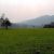 Appalachian forests
