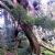 Endemic flora of Lord Howe Island