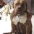 Brazilian Bullmastiff