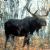 Fauna of Siberia