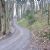 Forest road