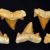 Albian genus first appearances