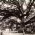 Individual trees in Maryland