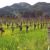 Napa Valley AVA