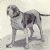 Old Spanish Pointer