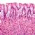 Mucous membrane