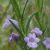 Chloanthes