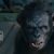 Koba (Planet of the Apes)