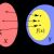 Codomain