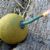 Detonators