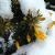 Flora of Africa