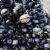 Commercial molluscs