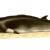 Cetaceans of the Pacific Ocean