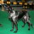 Dog breeds originating in France