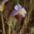 Orobanche