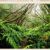 Flora of the Southeastern United States