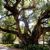 Individual trees in Alabama