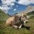 Cattle