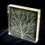 Poly(methyl methacrylate)