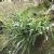 Ferns of the United States