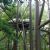 Wild Mouse (Idlewild)