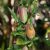 Endemic flora of Tasmania