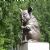 Animal sculptures