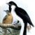 Birds of Buru