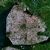 Riparian zone