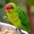 Birds of Wetar